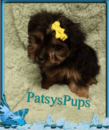 Yochon with yellow bow !