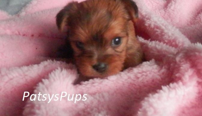 Adorable female Shorkie On Pink Blanket , adopted !