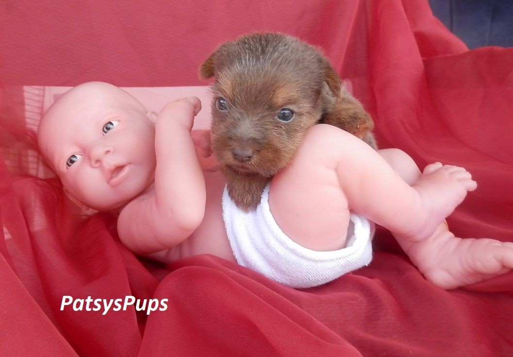 Beautiful Shorkie baby on baby doll 