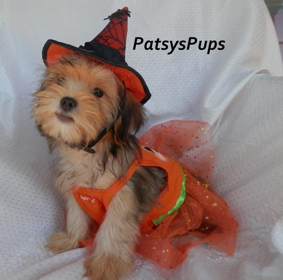 Female Shorkie ready for Halloween 