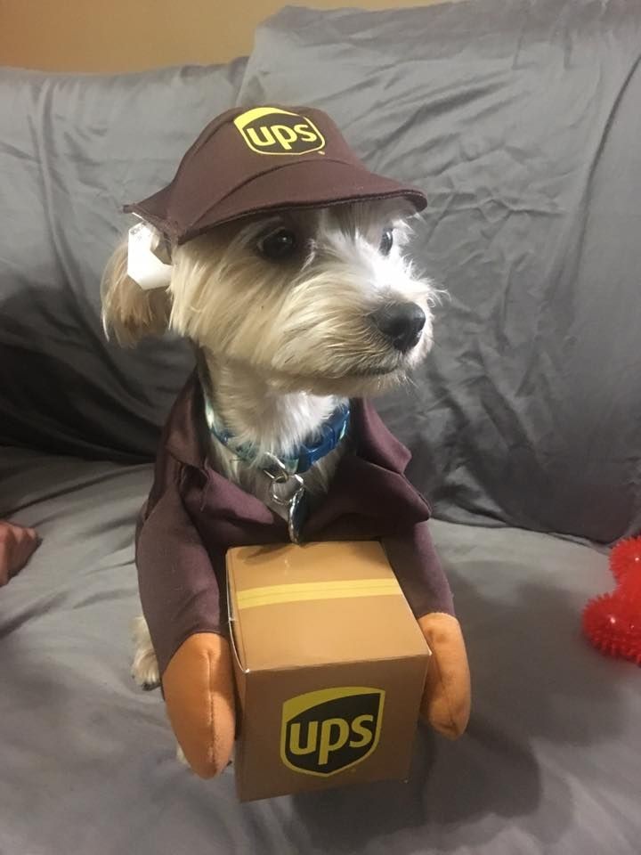 Puppy's owner really spoiled his boy  in clothes !