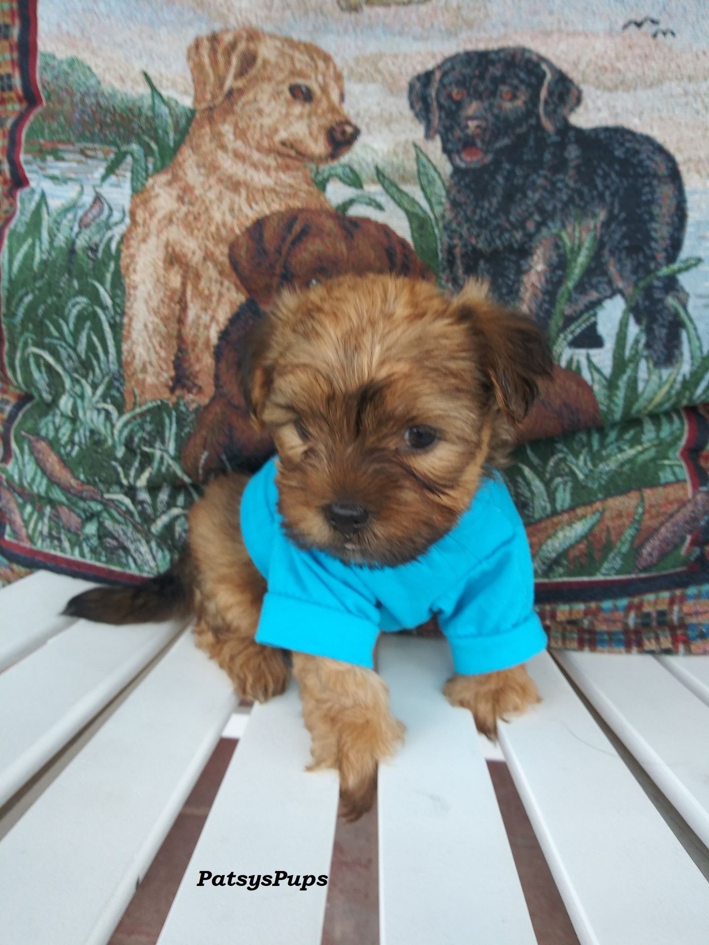 Sweet puppy in green jacket adopted
