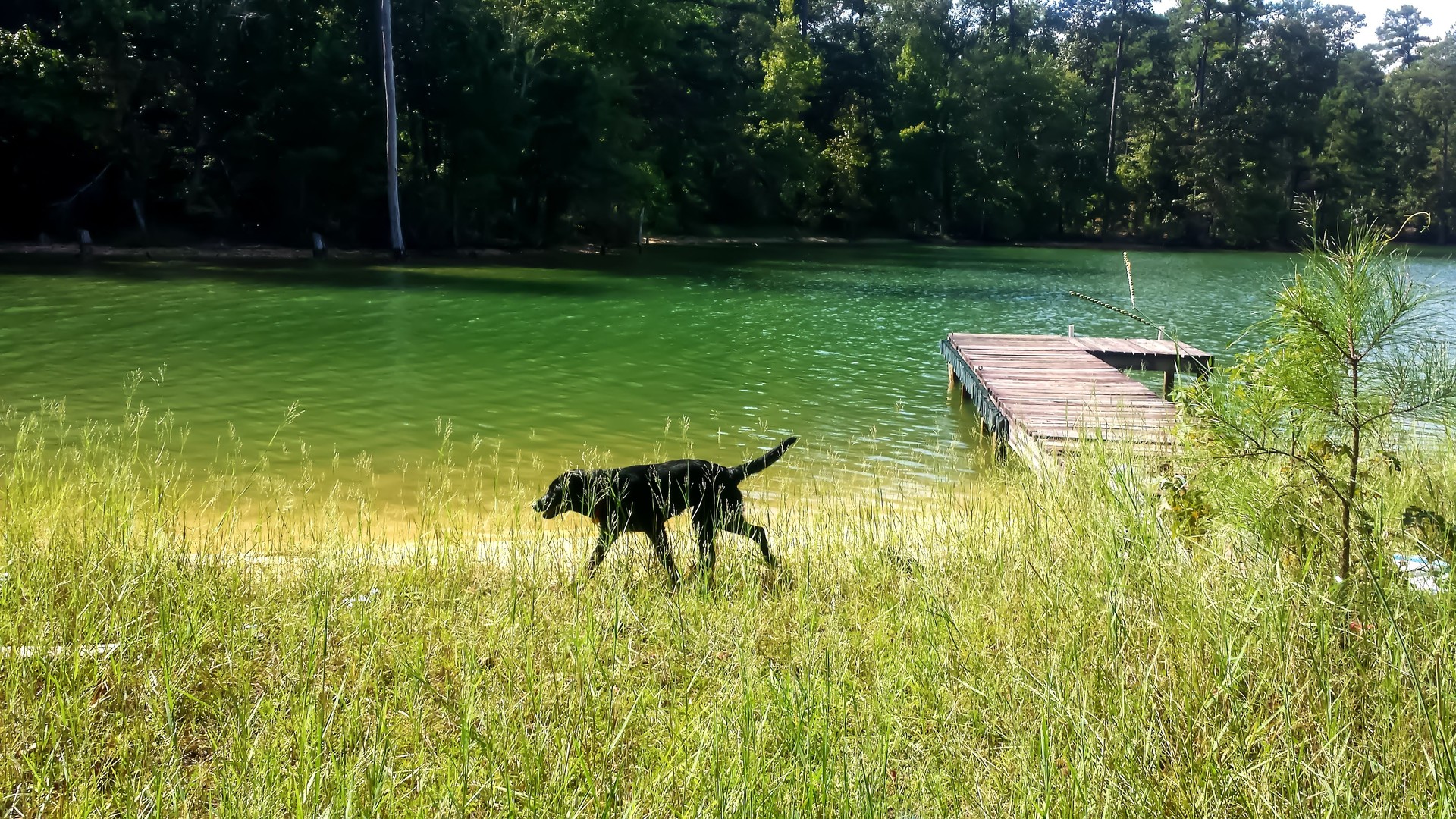 Dog at the Lake
