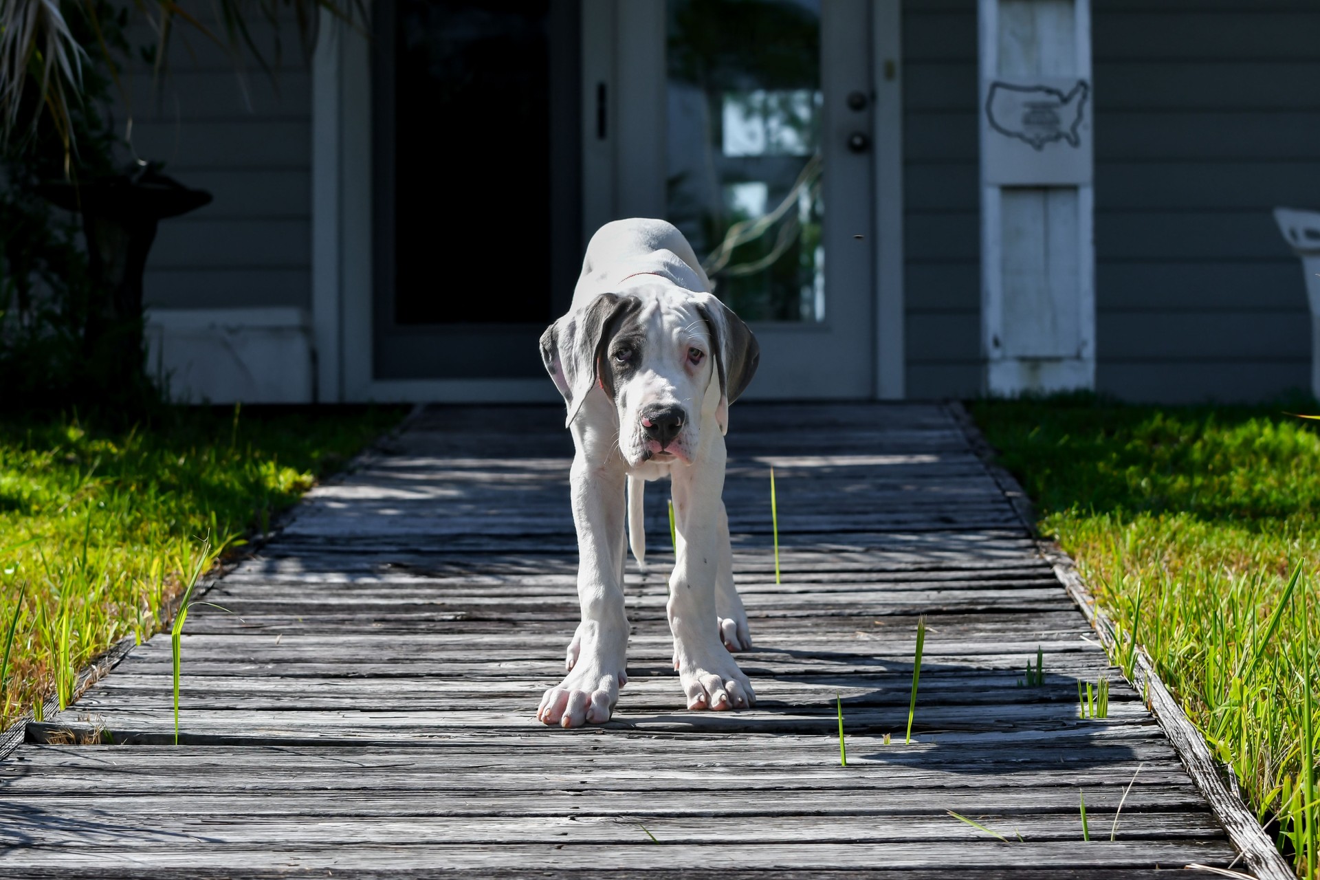 Great Dane Puppy on a Wooden Boardwalk