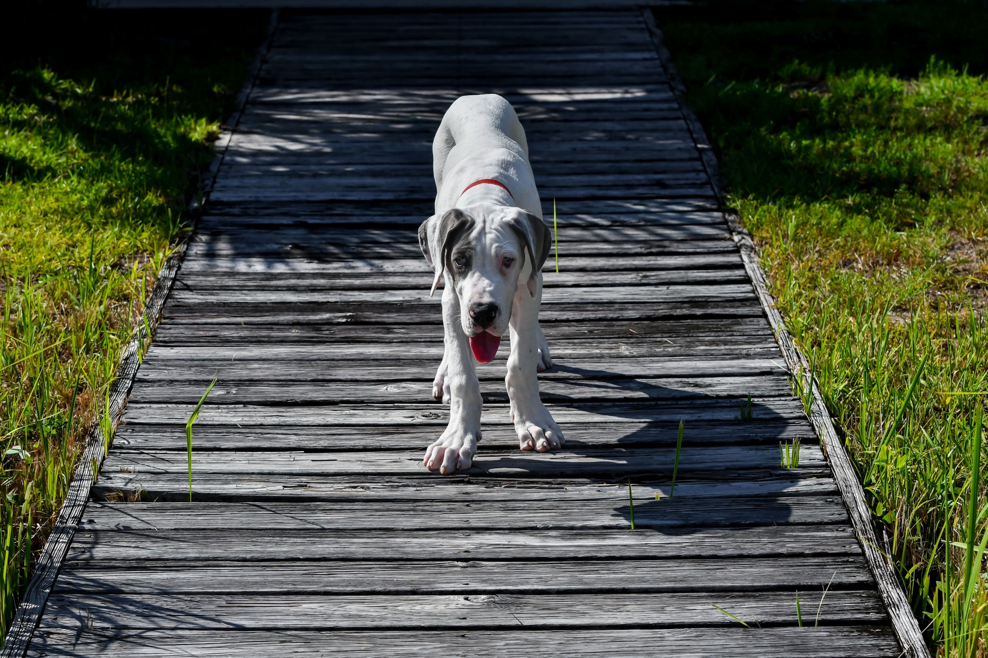 Great Dane Puppy on a Wooden Boardwalk