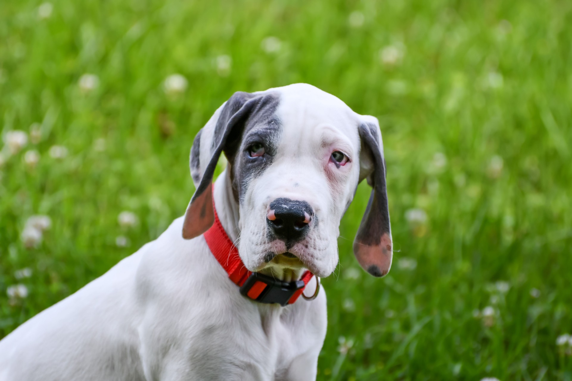Great Dane Puppy